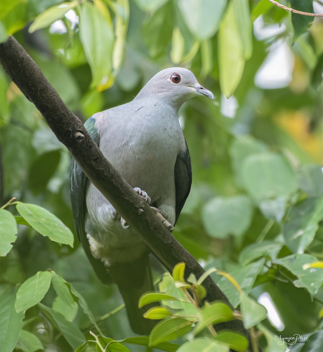 Green Imperial-Pigeon - ML600782951