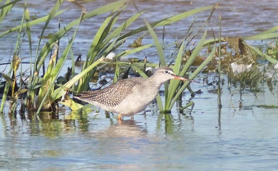 Spotted Redshank - ML600783401