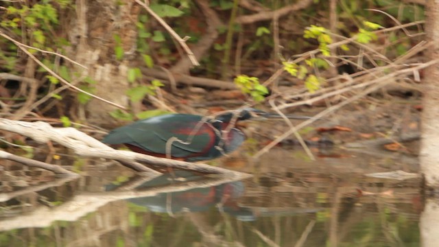 Agami Heron - ML600783661