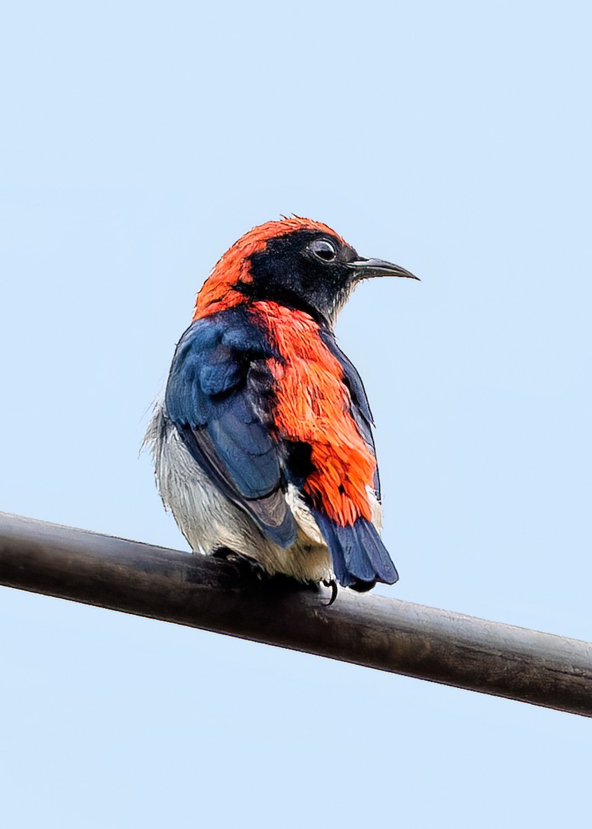 Scarlet-backed Flowerpecker - Andrew Stewart