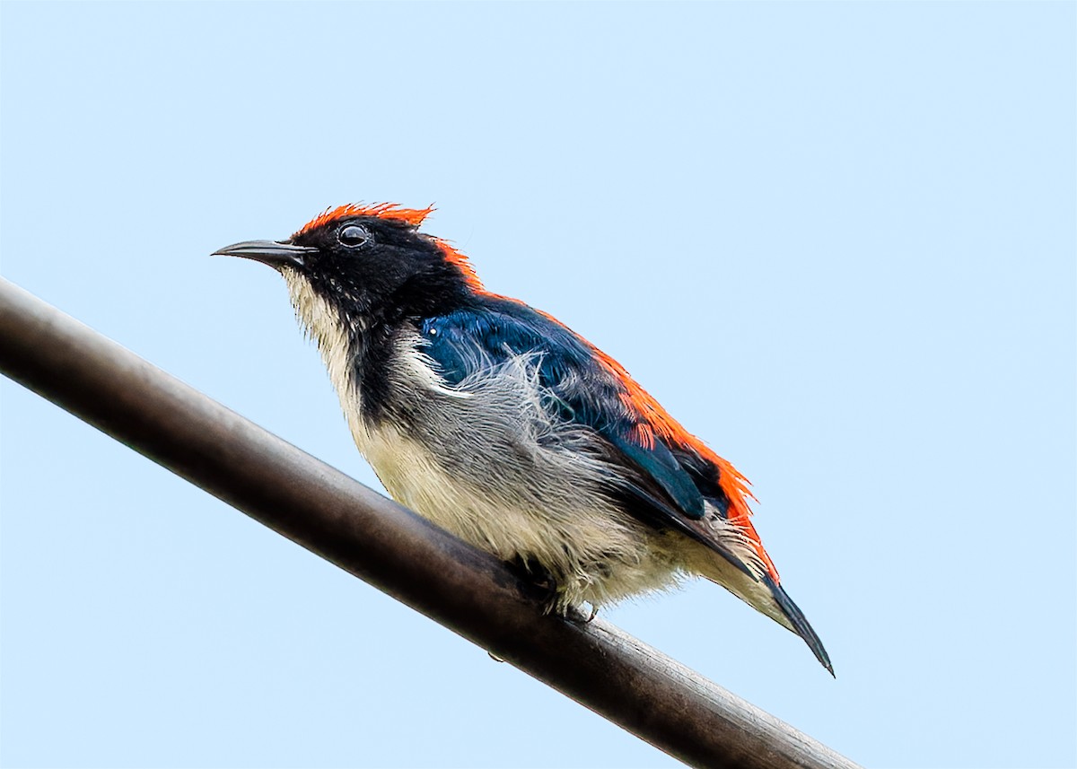 Scarlet-backed Flowerpecker - ML600783881