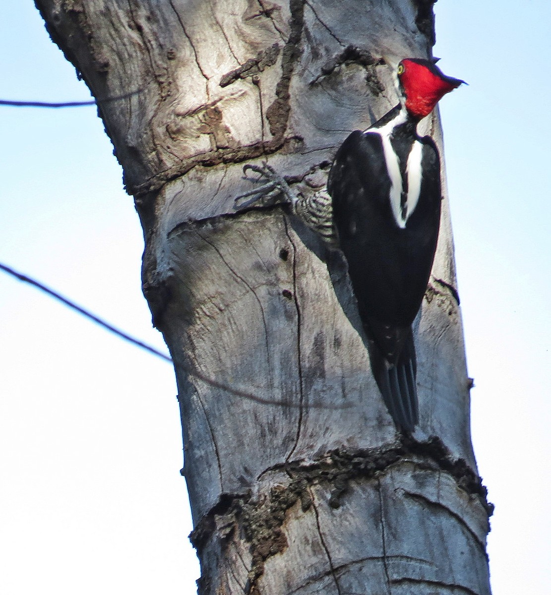 Crimson-crested Woodpecker - ML600784761