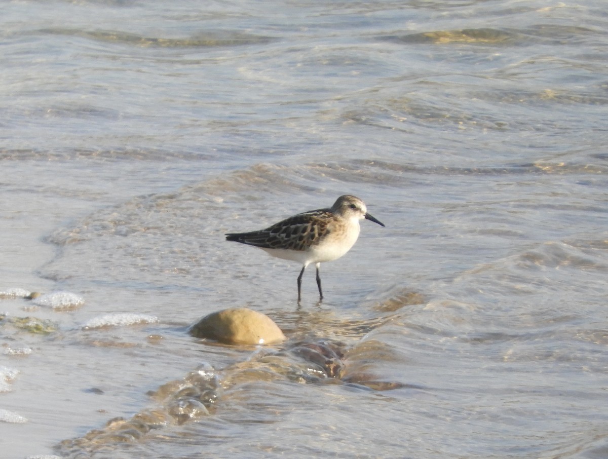 Little Stint - ML600786241