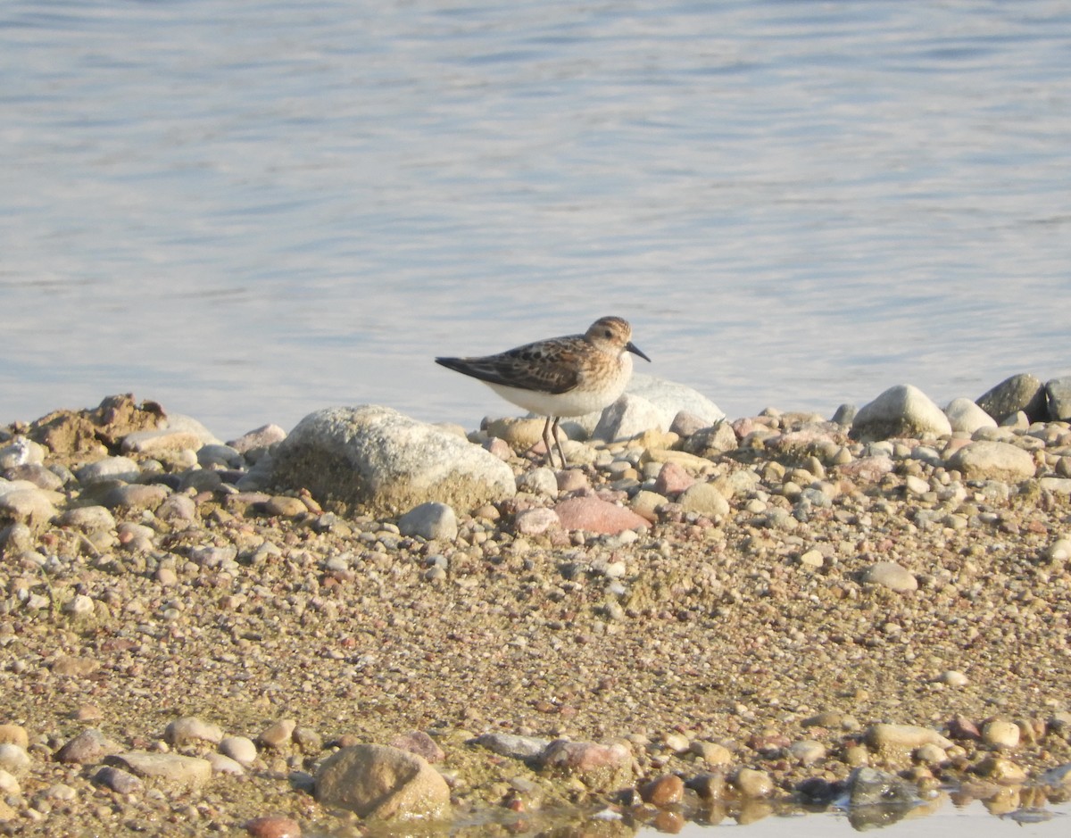 Little Stint - ML600786251