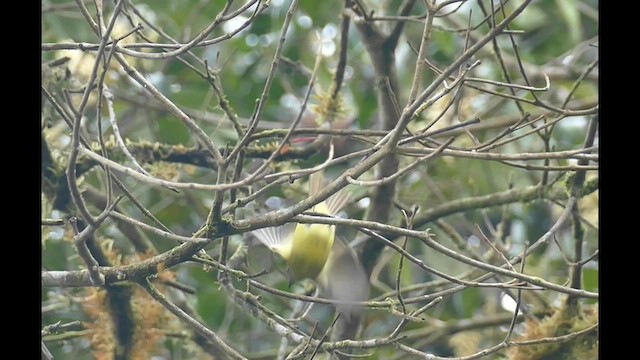 Ashy-headed Tyrannulet - ML600786521