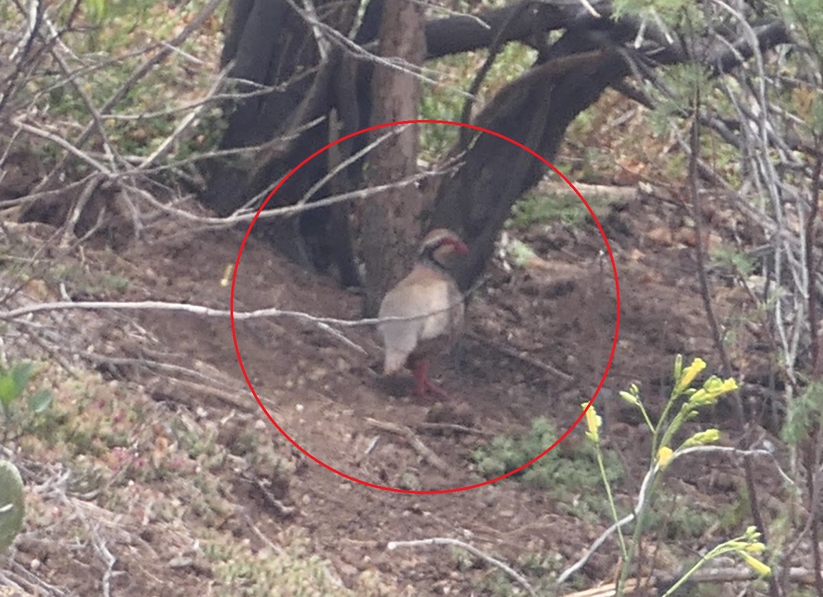 Red-legged Partridge - ML600787371