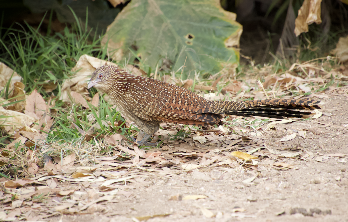 Pheasant Coucal (Pheasant) - ML600788191