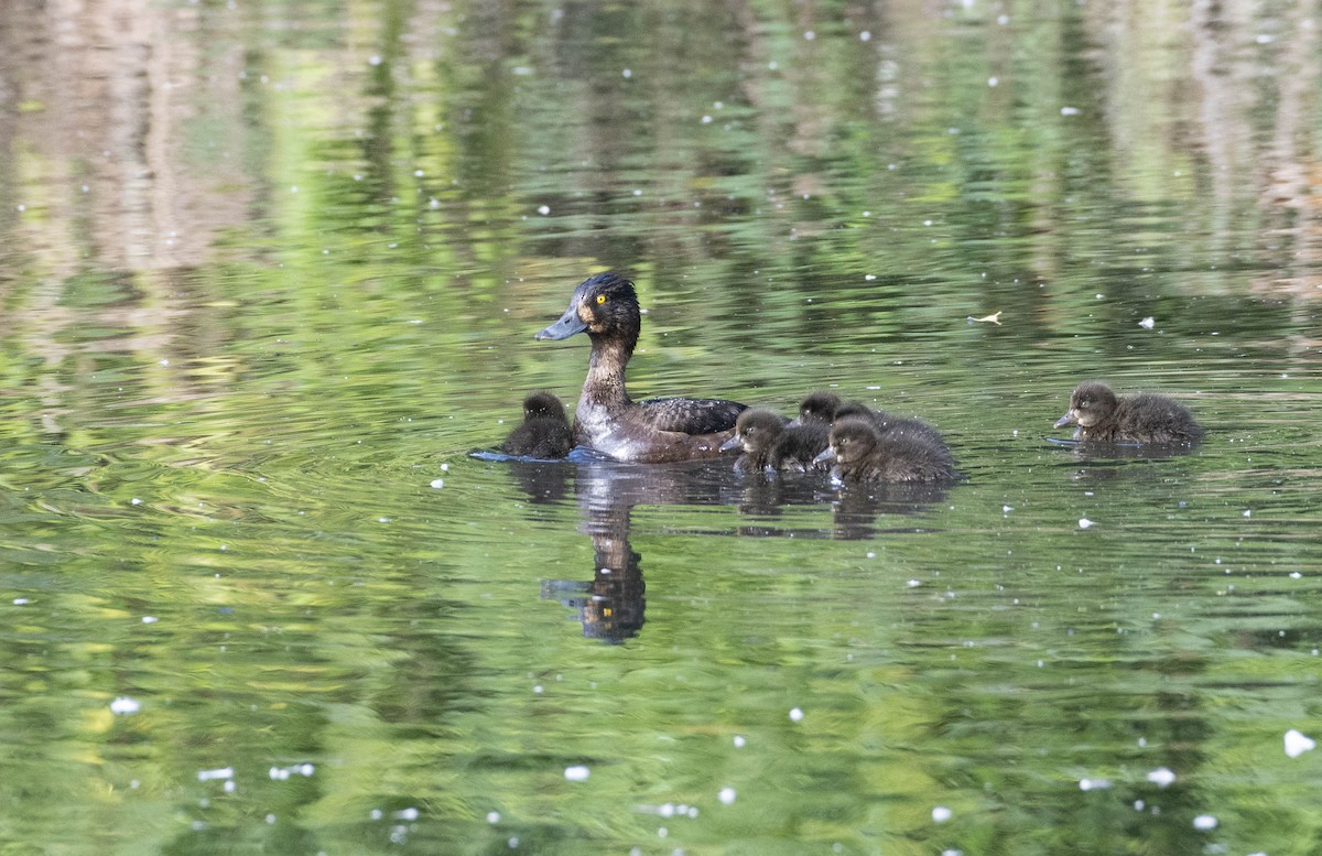 Tufted Duck - ML600788551