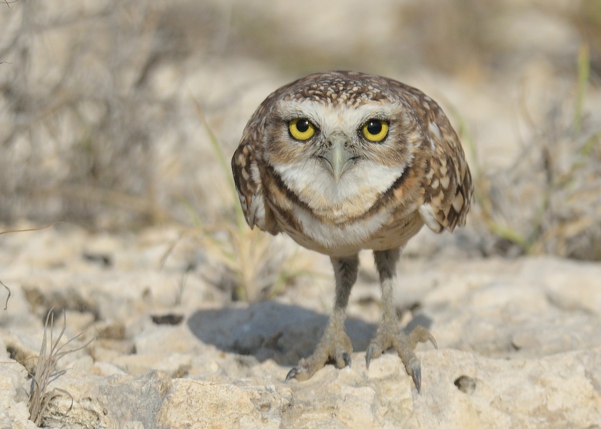 Burrowing Owl - ML600789261