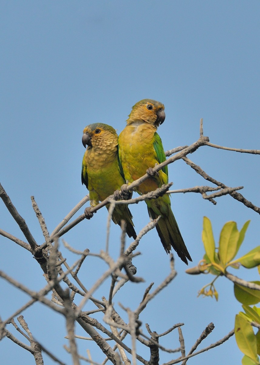 Brown-throated Parakeet - ML600789281