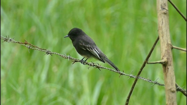 Black Phoebe - ML600789791