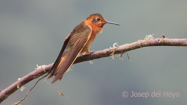 Colibrí Cobrizo - ML600790031