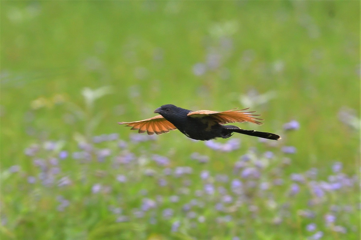 Lesser Coucal - ML600790241