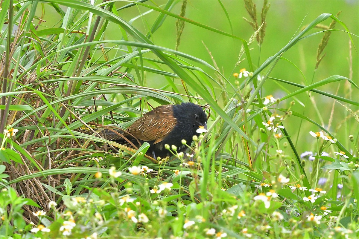 Coucal rufin - ML600790261