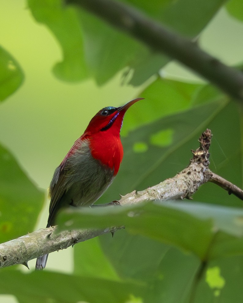 Crimson Sunbird - Samanvitha Rao