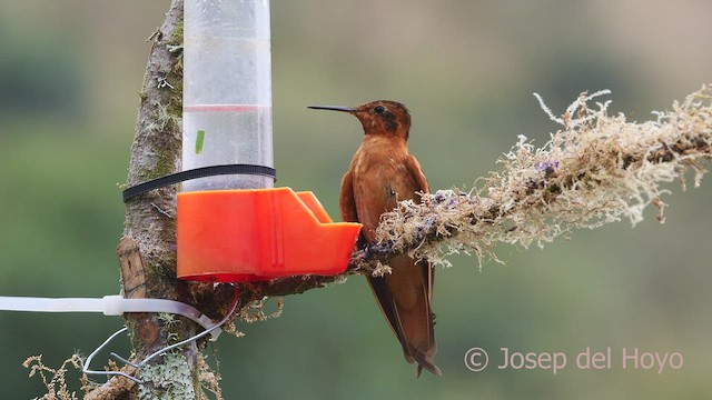 Colibri étincelant - ML600790961