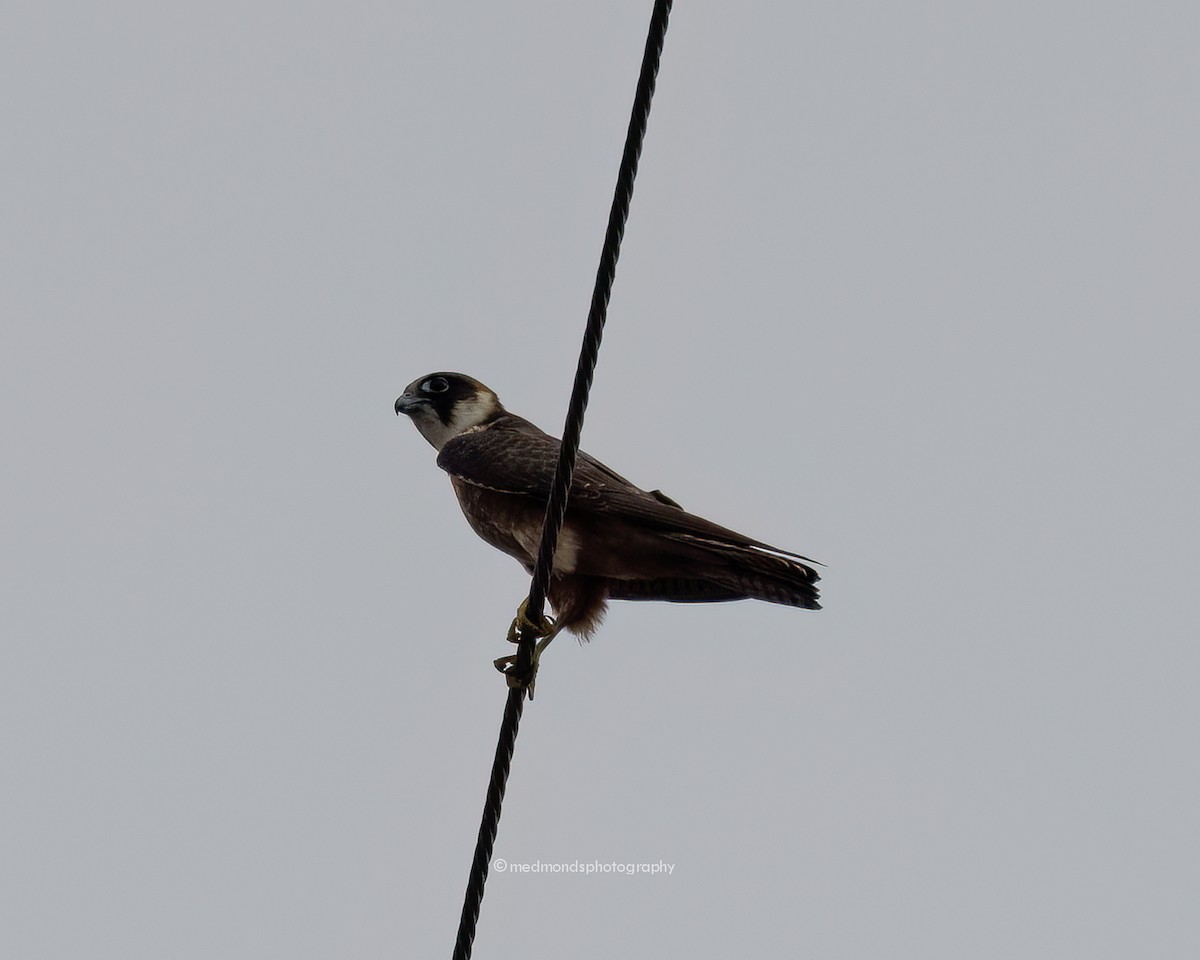 Australian Hobby - Michelle Edmonds