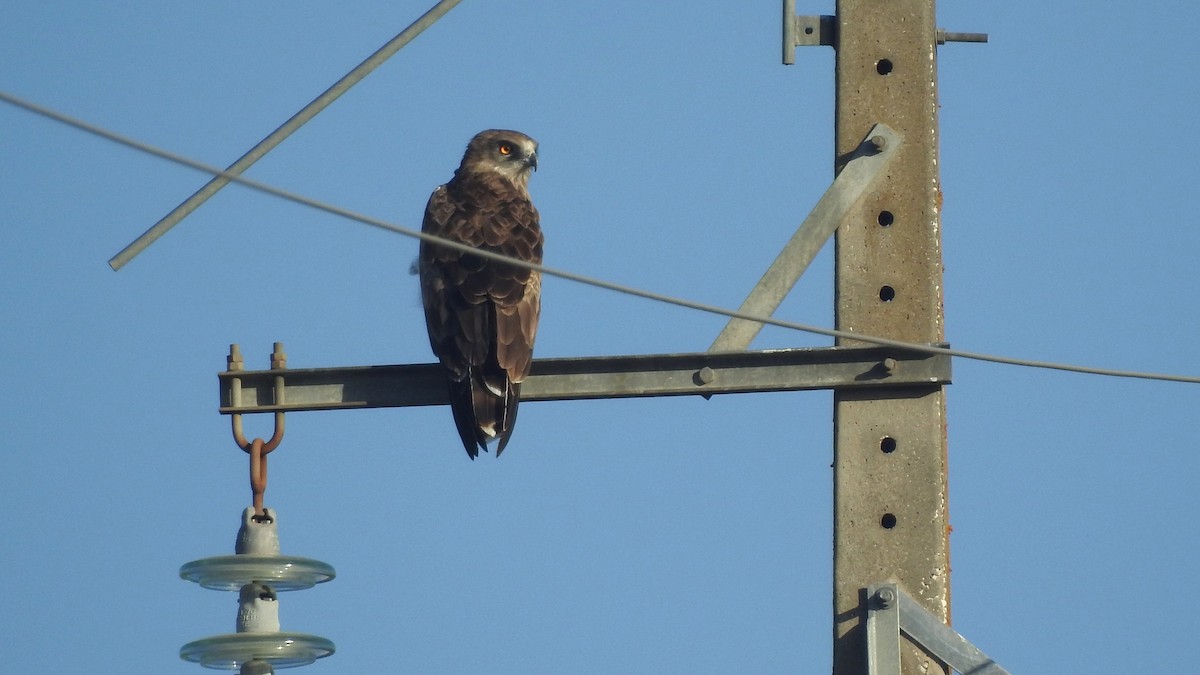 Short-toed Snake-Eagle - ML600792721