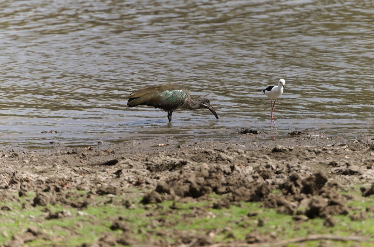 Hadada Ibis - ML600792791