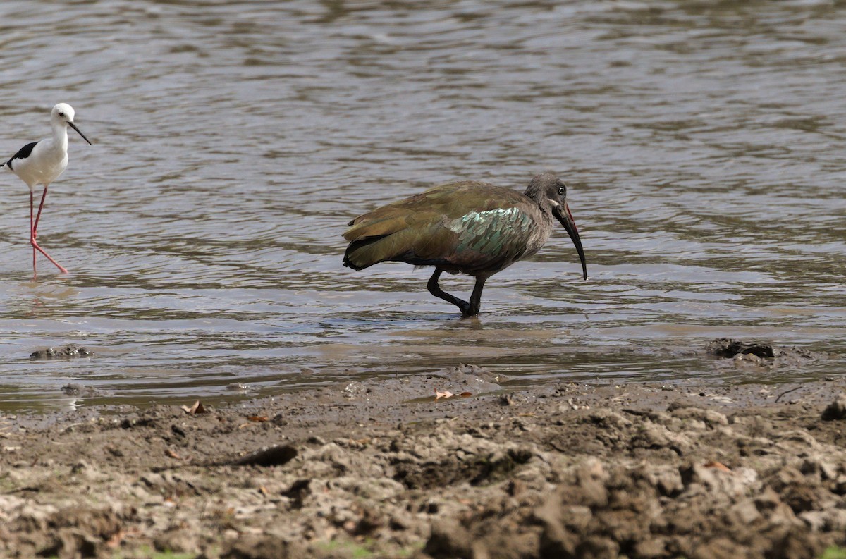 Hadada Ibis - ML600793301