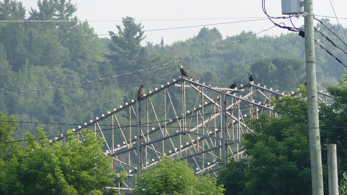 Bald Eagle - Olivier Noël