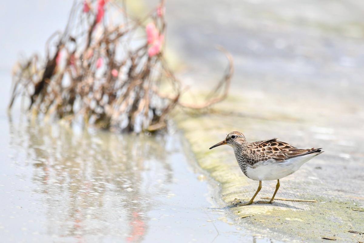 Pectoral Sandpiper - ML600794011