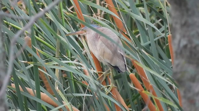 Yellow Bittern - ML600794961