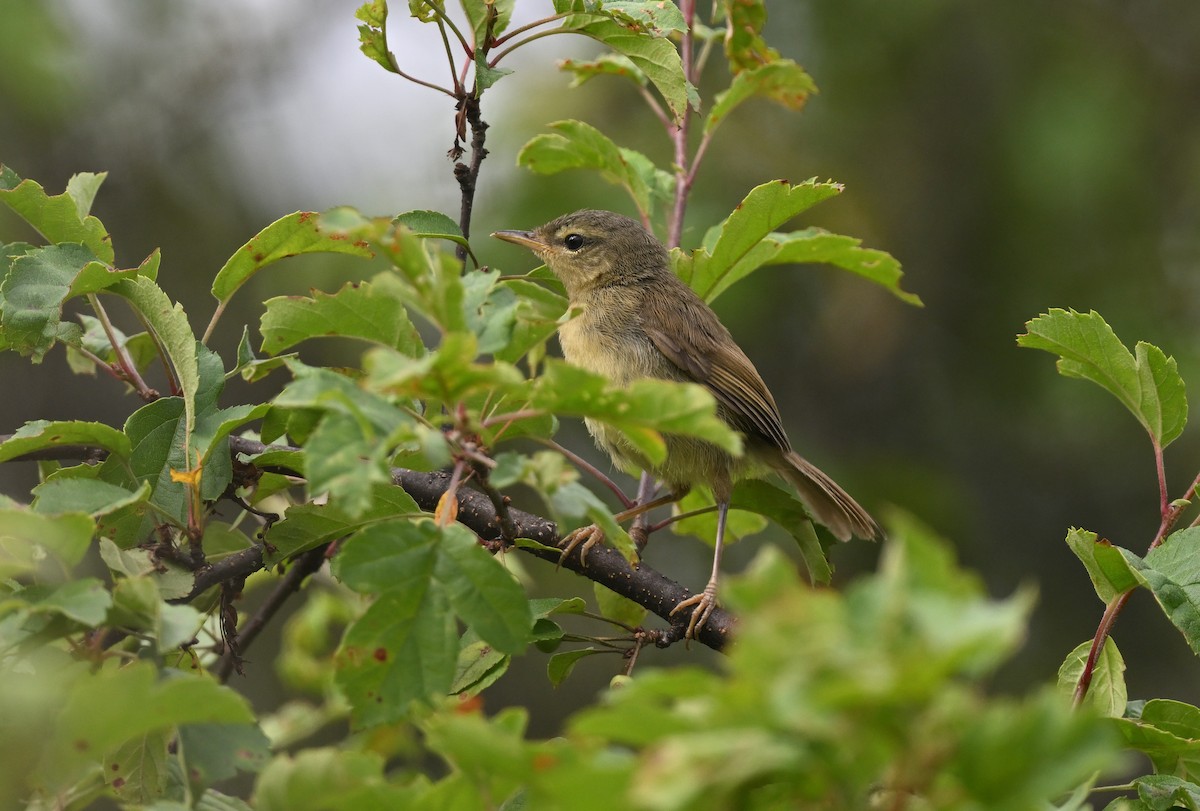 Japanese Bush Warbler - ML600795081