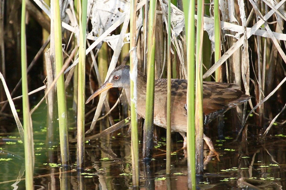 Virginia Rail - ML600795091