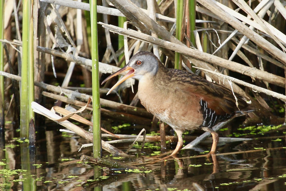 Virginia Rail - ML600795111