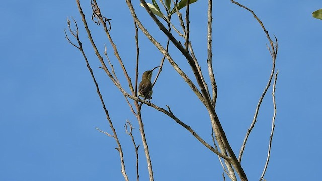 Loten's Sunbird - ML600795271