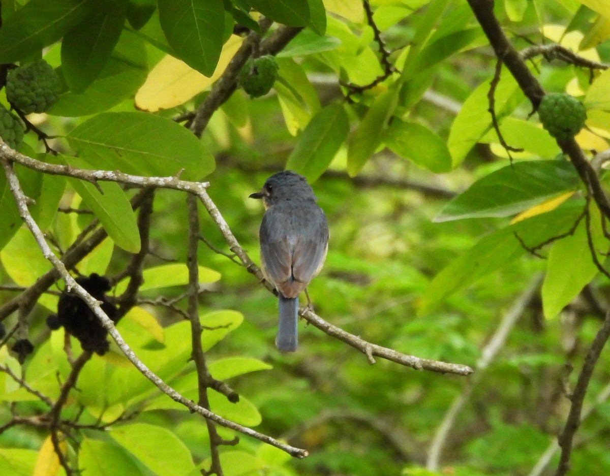 Tickell's Blue Flycatcher - ML600795361