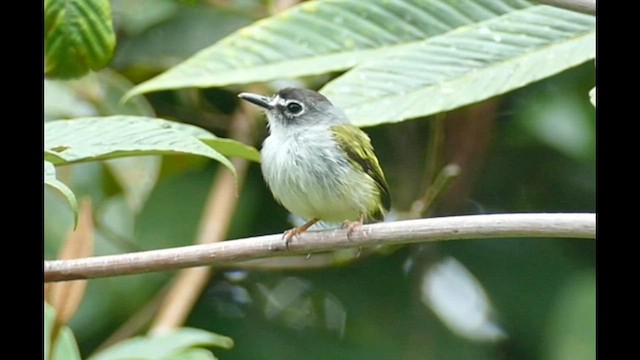 Black-capped Pygmy-Tyrant - ML600795991