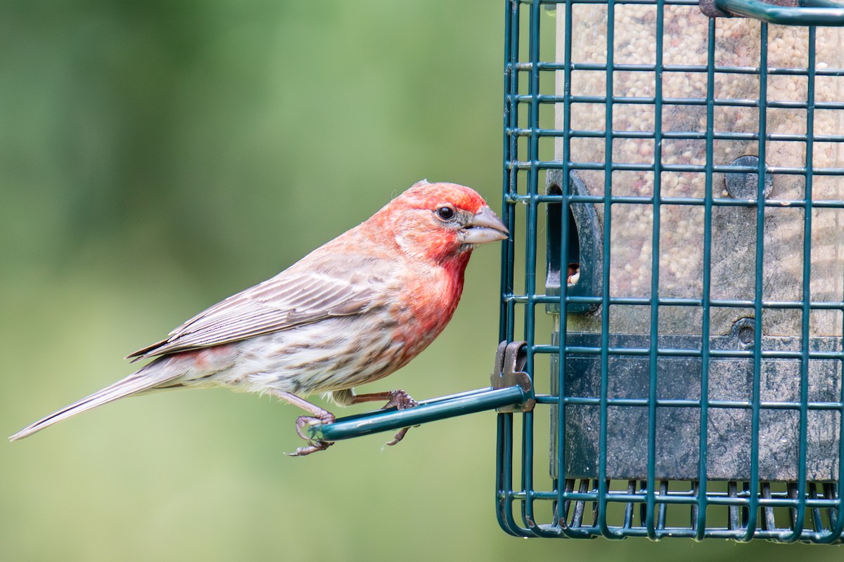 House Finch - ML600798231