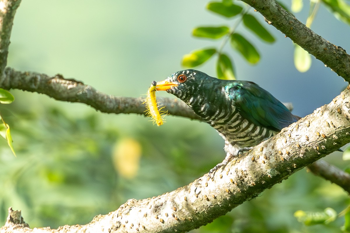 Asian Emerald Cuckoo - ML600798311