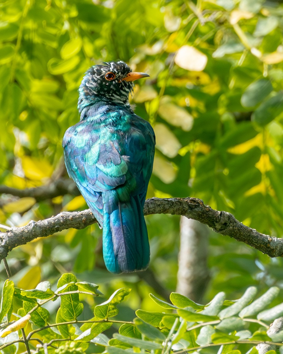Asian Emerald Cuckoo - ML600798321