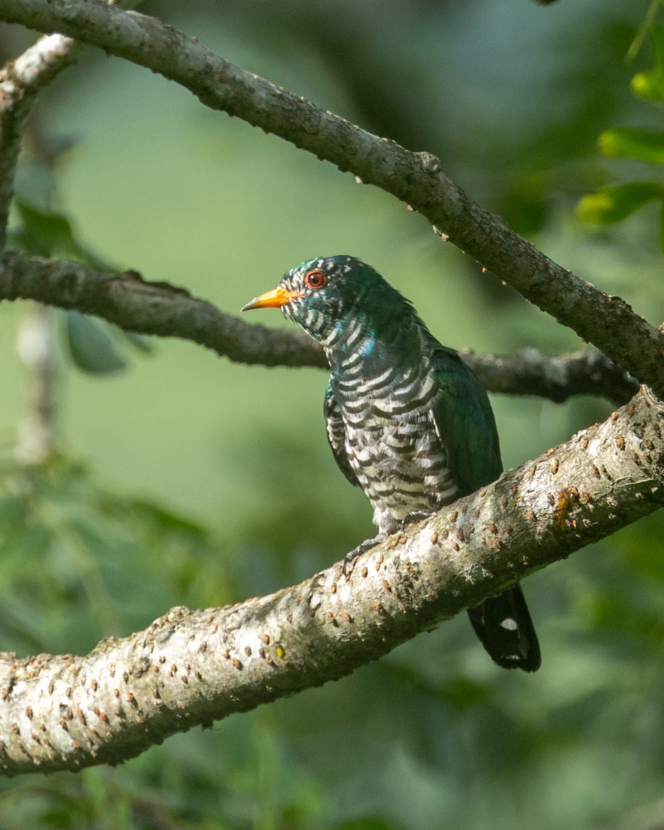 Asian Emerald Cuckoo - ML600798331