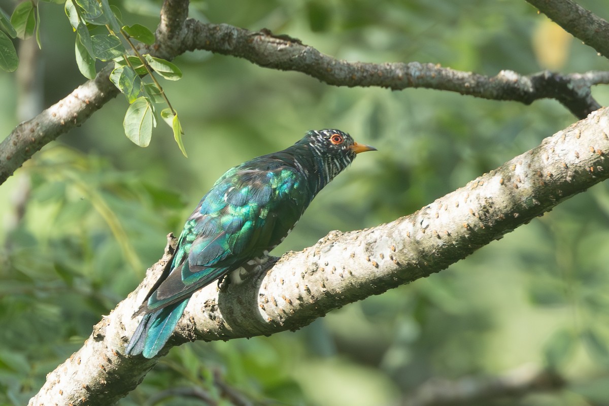 Asian Emerald Cuckoo - ML600798351
