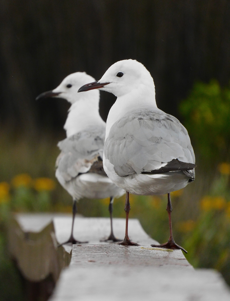 Mouette de Hartlaub - ML600798921