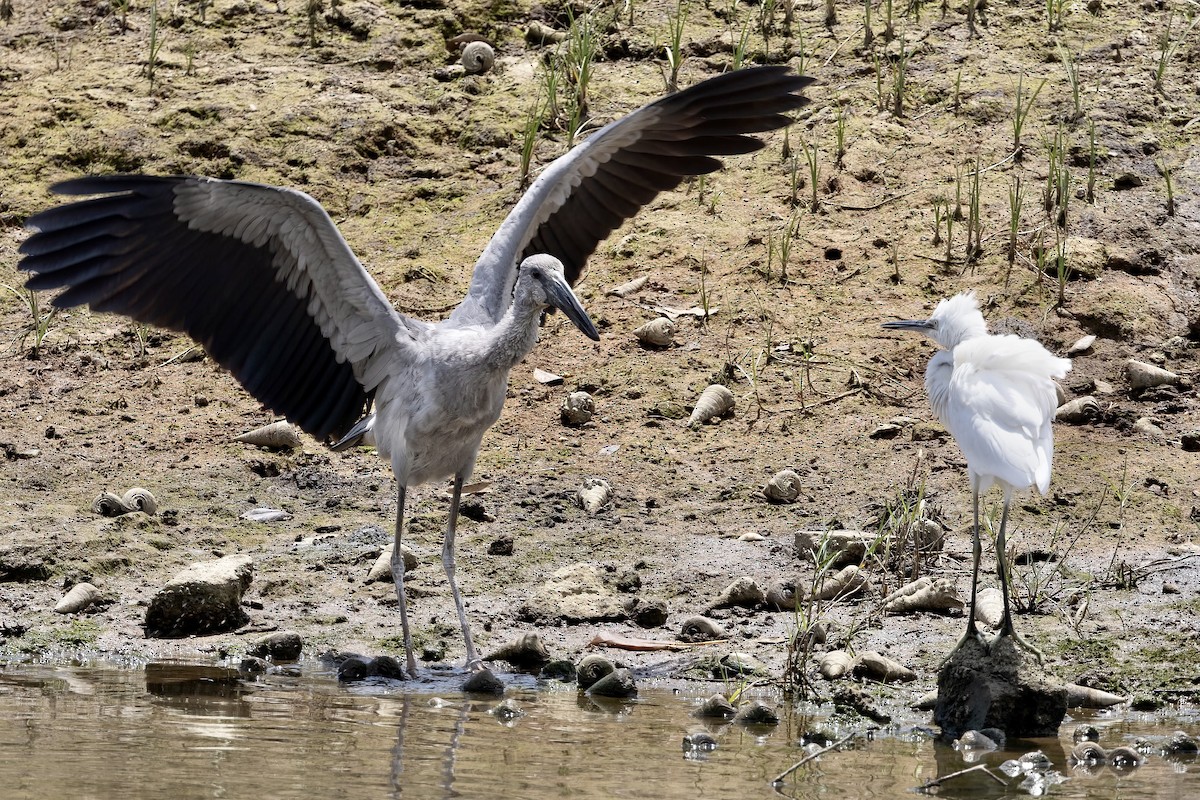 Asian Openbill - ML600799121
