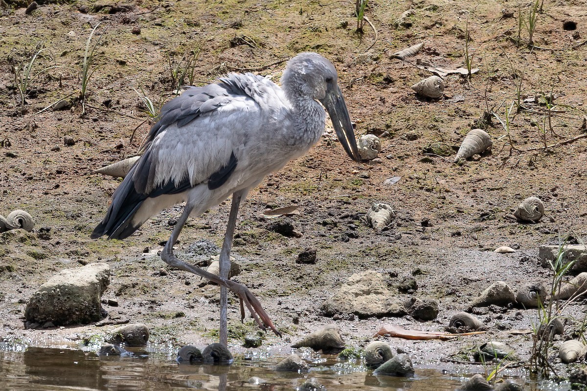 Asian Openbill - ML600799131