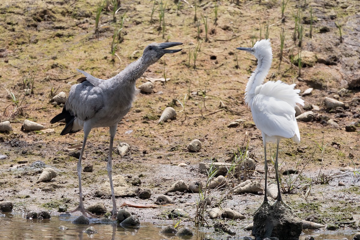 Asian Openbill - ML600799141