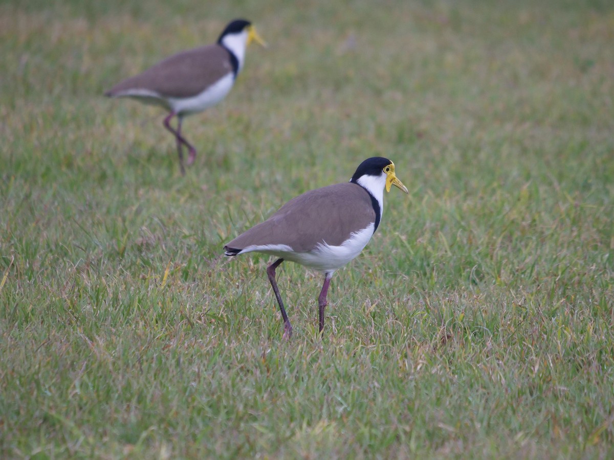 Masked Lapwing - ML600801411