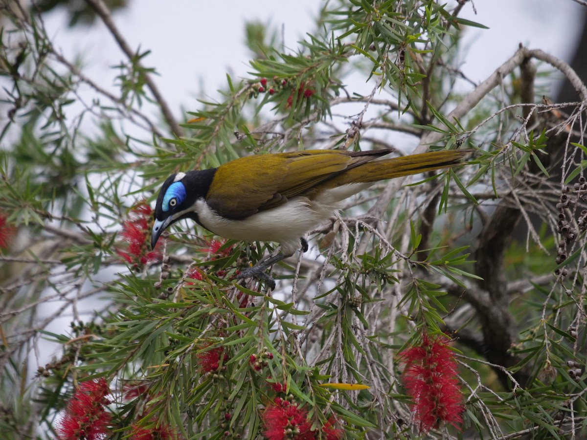 Blue-faced Honeyeater - ML600801631