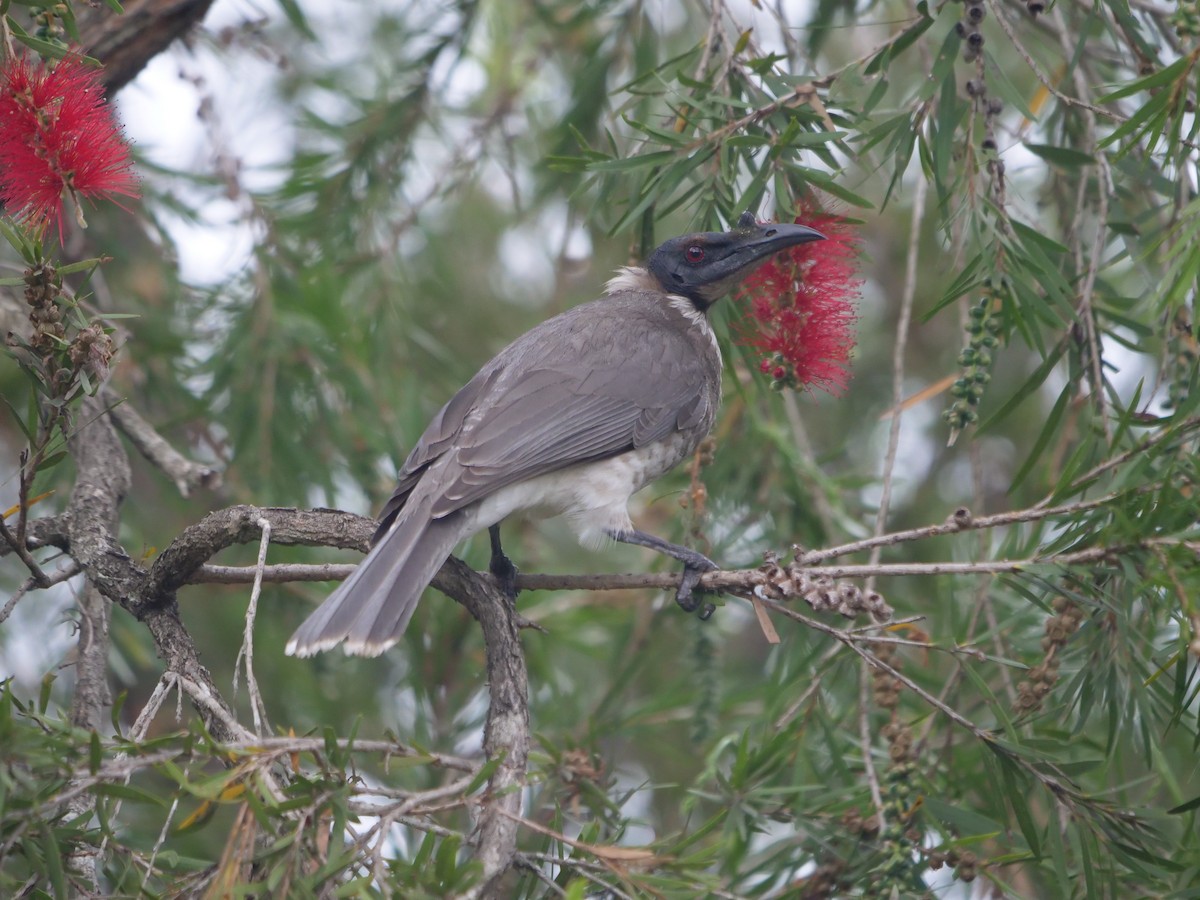 Noisy Friarbird - ML600801661