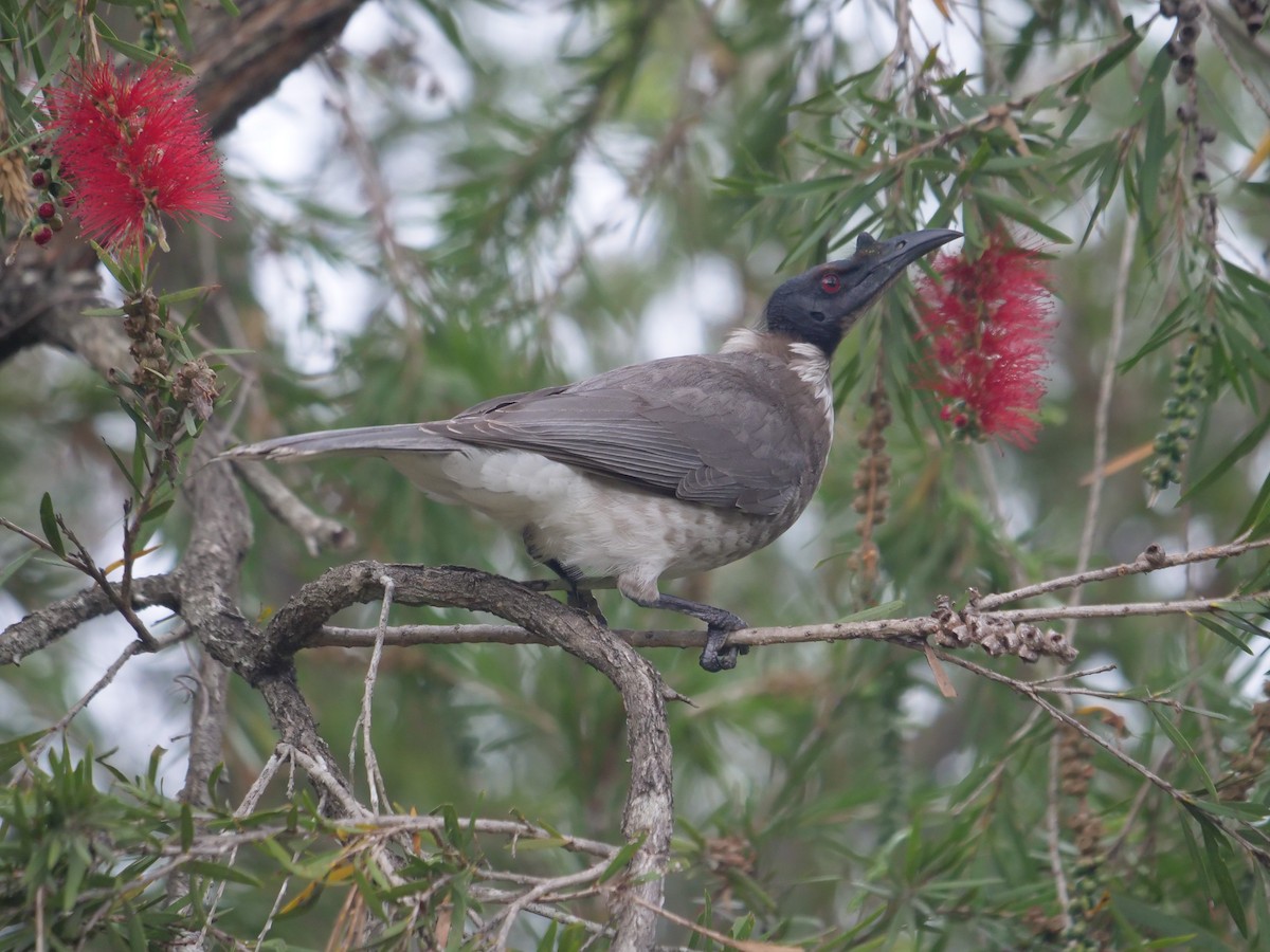 Noisy Friarbird - ML600801681