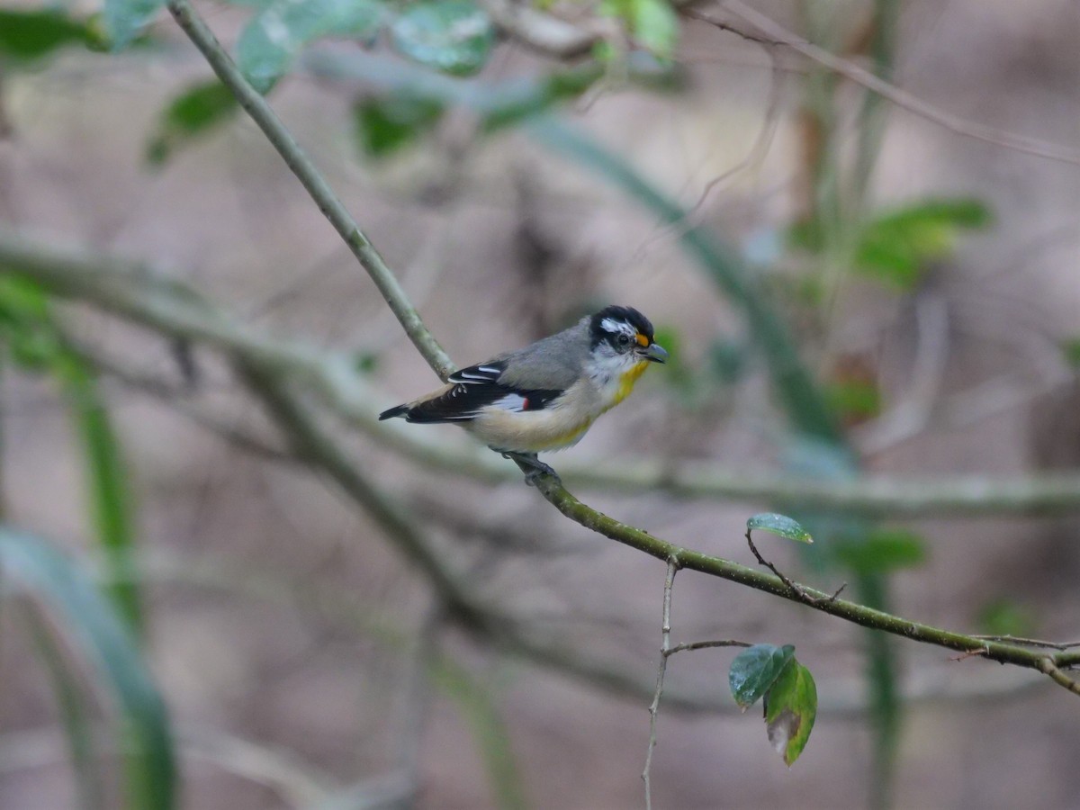 Streifenpanthervogel - ML600801741