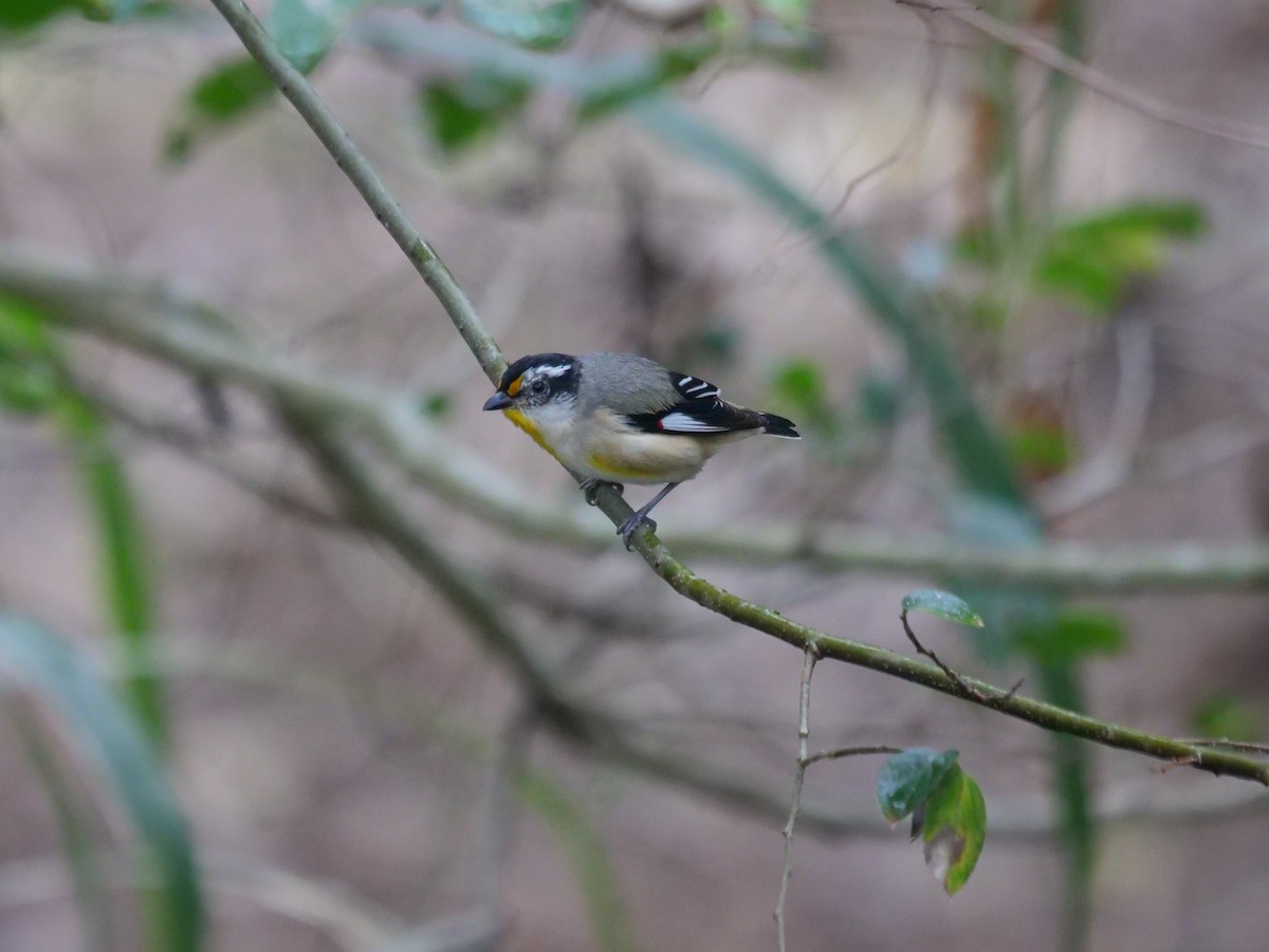 Streifenpanthervogel - ML600801751