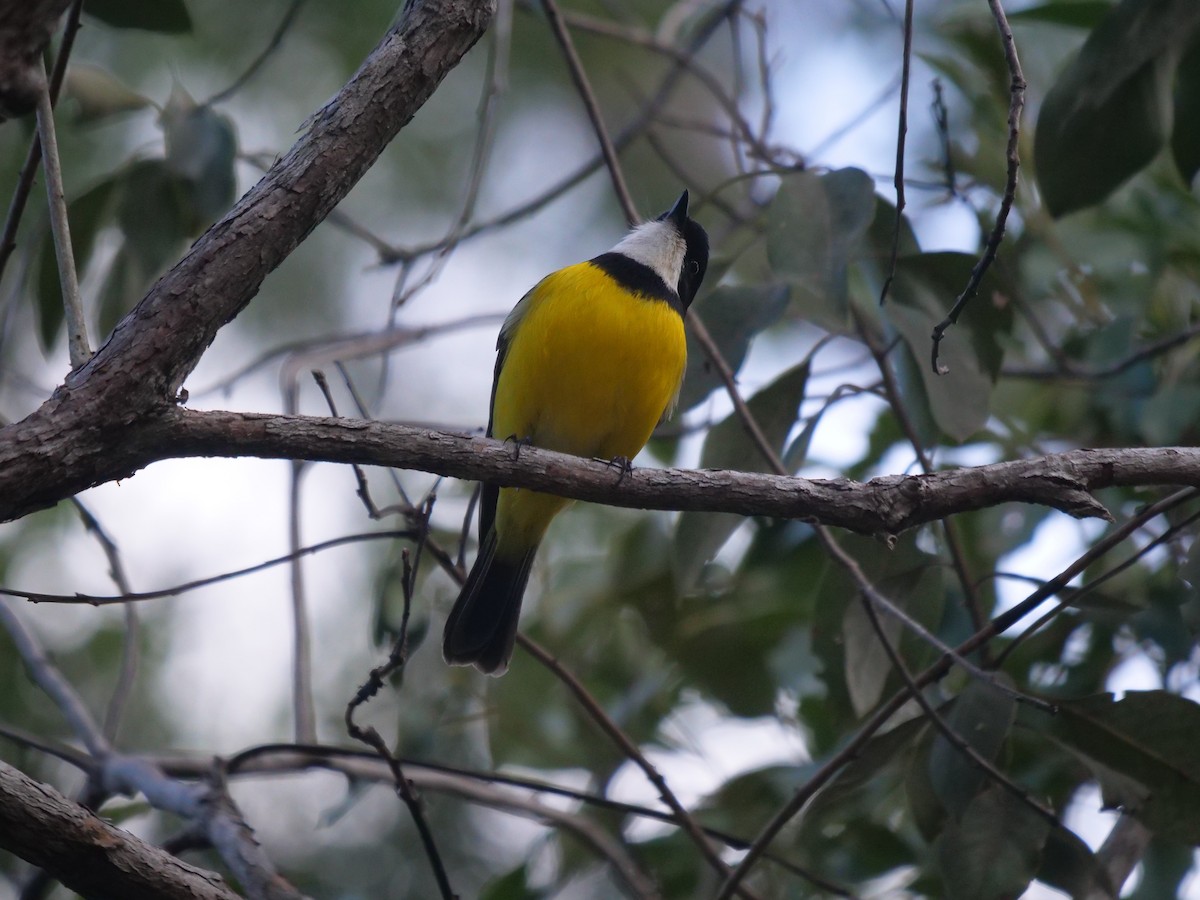 Golden Whistler - ML600801781