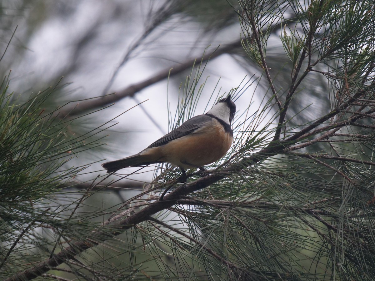 Rufous Whistler - ML600801831